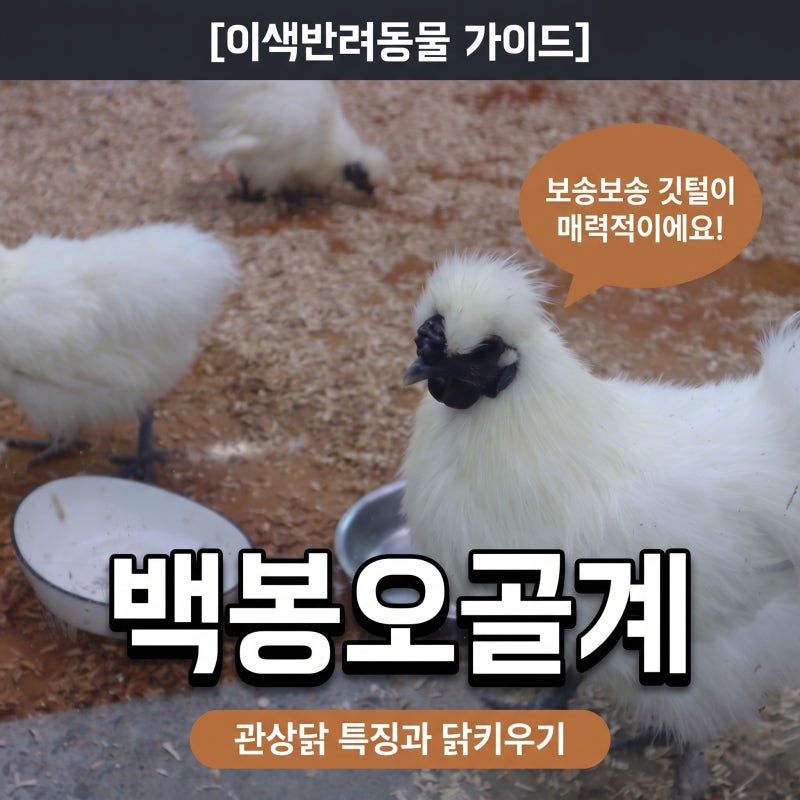 관상닭 닭종류 특징과 백봉오골계 닭키우기