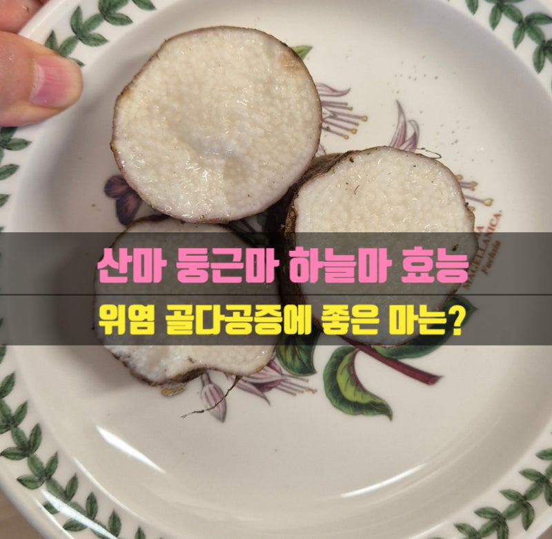 마 효능 둥근마 장마 단마 산마 하늘마 위염 효능 부작용 냉동 냉장보관방법 손질방법 손 가....