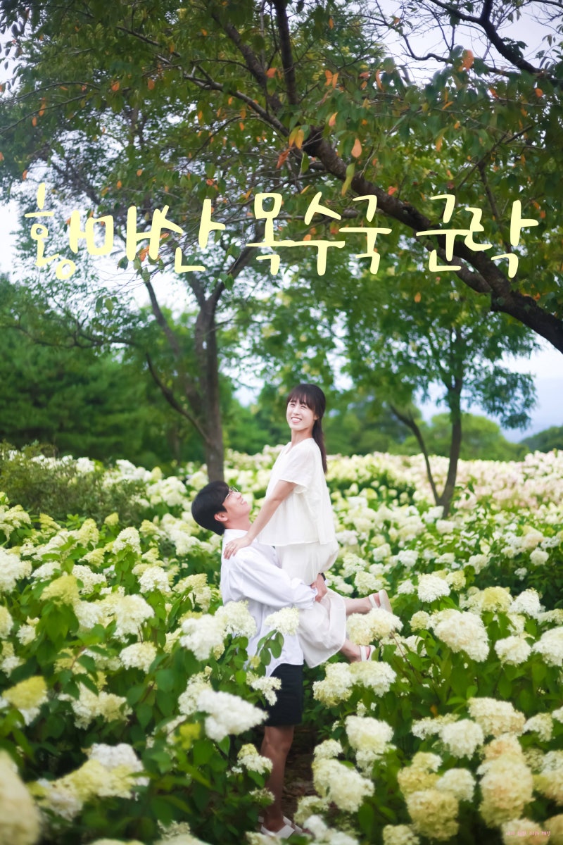 합천 황매산 목수국 경남 수국명소 황매산군립공원 주차