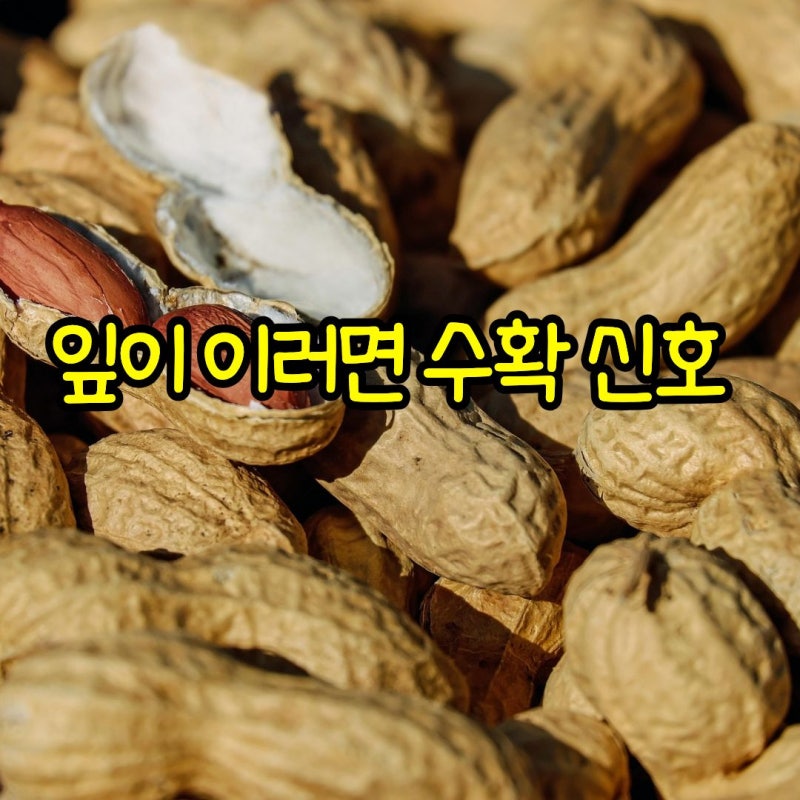 땅콩수확시기 중부지방 남부지방 차이와 땅콩수확방법