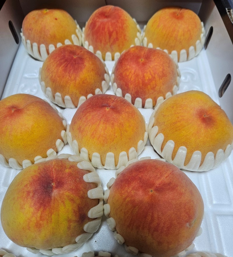 단황도네오 복숭아란? 쫀득한 말랑이 황도 제철·후숙·보관법