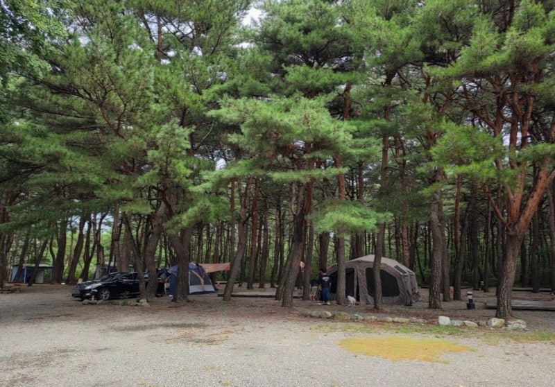 강원도 양양 솔바다캠핑장 후기｜애견동반 가능한 송전해수욕장 근처 캠핑장