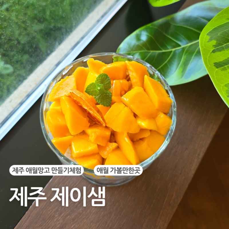 제주애플망고빙수 만들기체험 애월 제이샘
