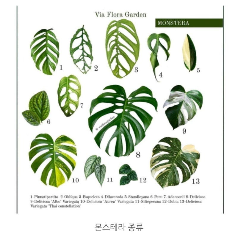 260813, 몬스테라 델리시오사 보르시지아나 '알보 바리에가타'(Monstera deliciosa var. borsigiana 'Albo V....