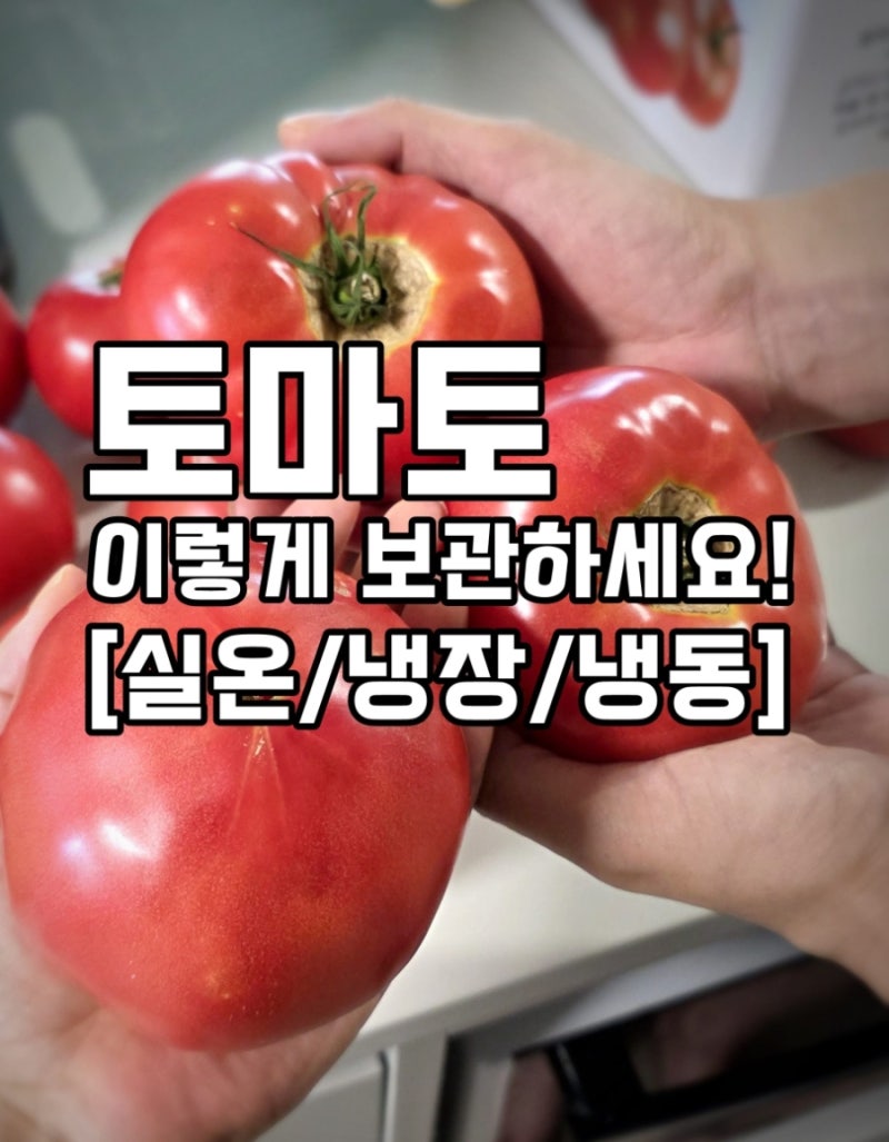 찰 완숙 토마토 보관법, 냉동 냉장 실온 보관방법 총정리