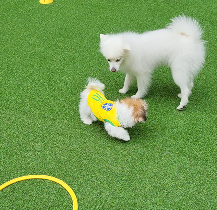 우리 강아지 목욕 후 냄새가 달라졌어요｜이솝 애니멀 샴푸 사용 후기