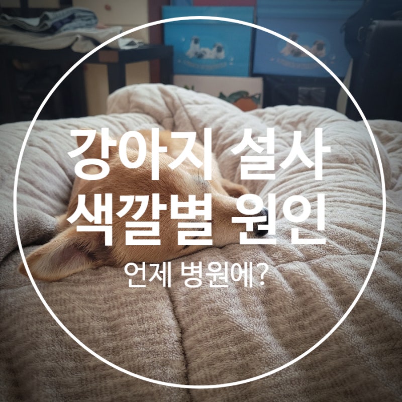 강아지 고양이 설사 색깔별 원인, 언제 병원 가야 할까요?