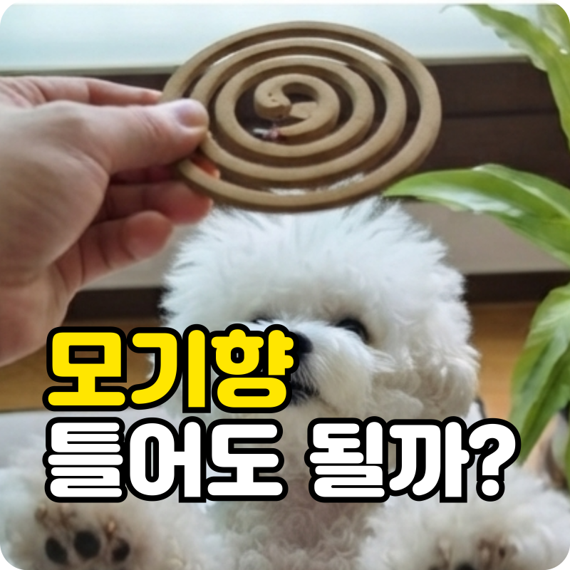 강아지 고양이 모기향 틀어도 될까? 밀폐 공간에서 절대 피해야 하는 이유