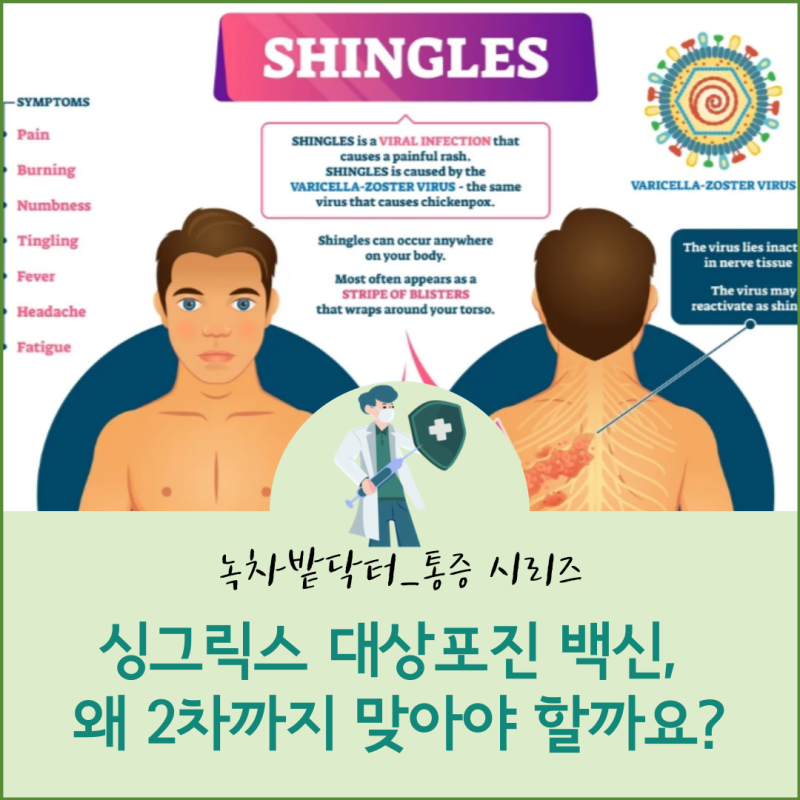 싱그릭스 대상포진 백신, 왜 2차까지 맞아야 할까요?