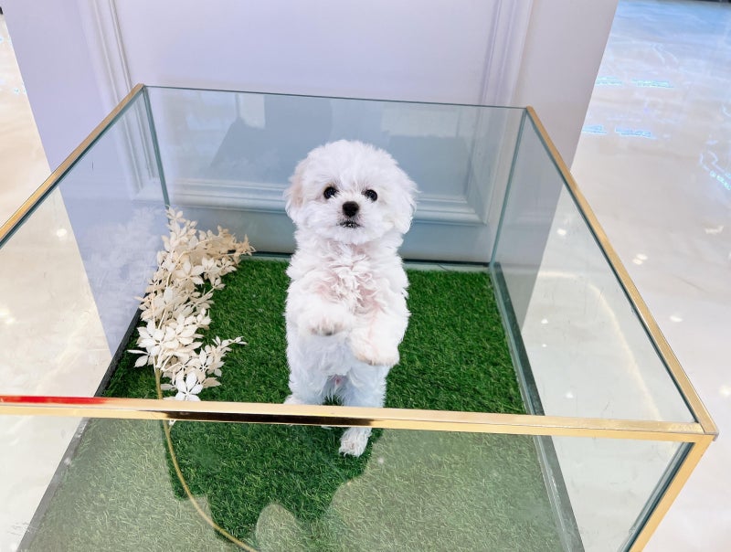강아지 입양 보내기 전 확인할 대안과 합법 절차, 입양처 검증까지