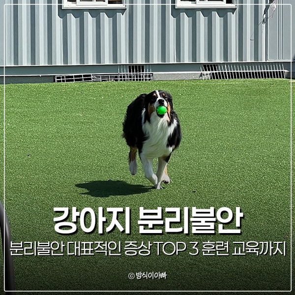강아지 분리불안 대표적인 증상 TOP 3 분리불안 훈련 교육까지