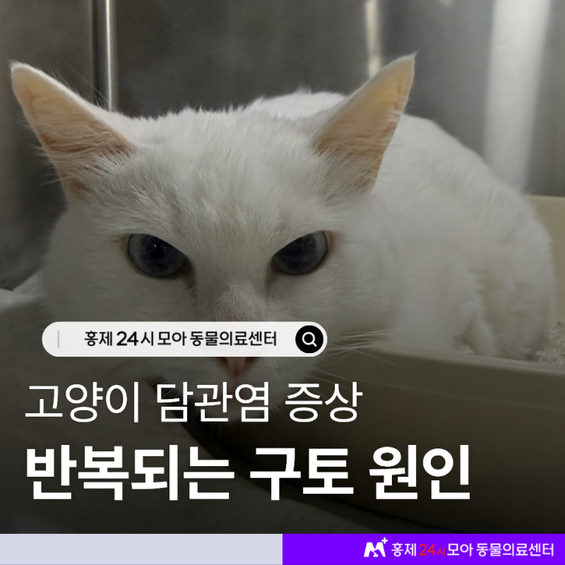 반복되는 구토와 식욕 저하 고양이 담관염 검사부터 치료까지