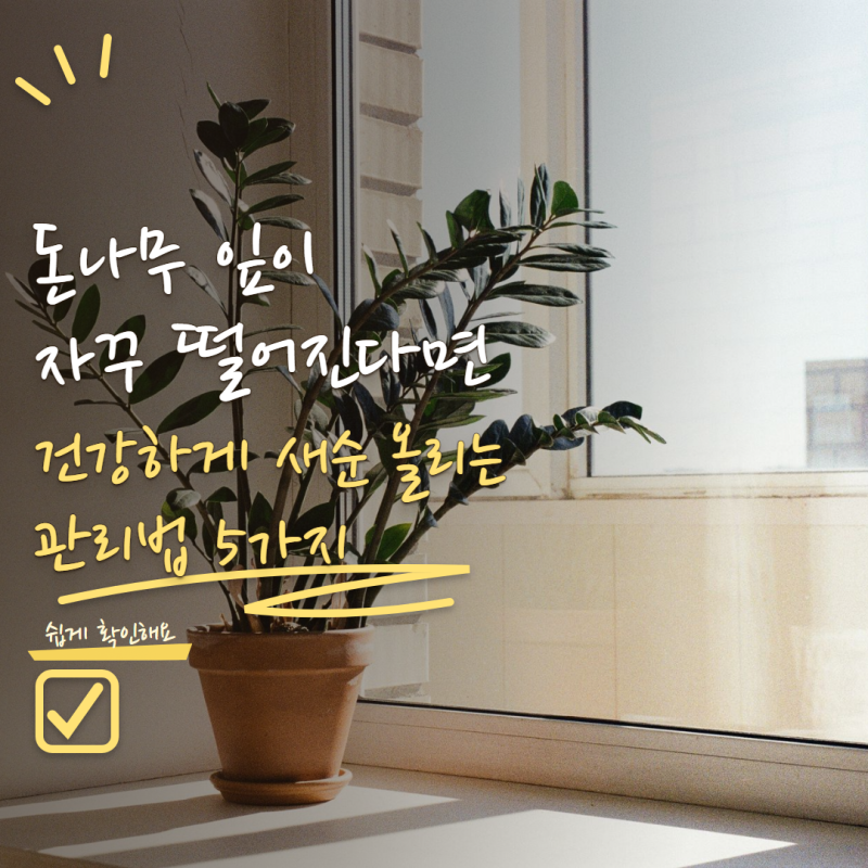 돈나무 잎이 자꾸 떨어진다면? 건강하게 새순 올리는 관리법 5가지