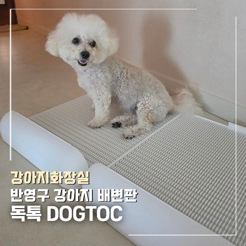 반영구 강아지 배변판 독톡 연장형 오래 사용해 본 솔직 후기