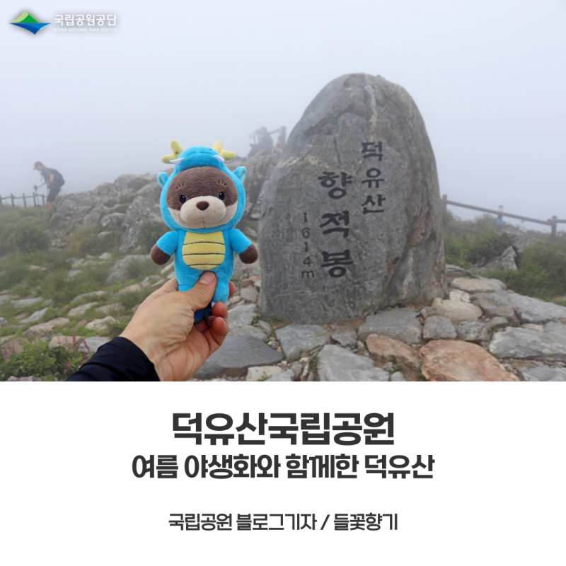 [덕유산국립공원] 덕유산 동자꽃, 말나리, 각시원추리, 모시대 등 8월 여름 야생화 / feat. 덕유....
