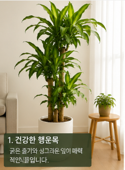 행운목 키우는법｜분갈이 시기와 물주기까지 한 번에 정리 (플레이스콤마)