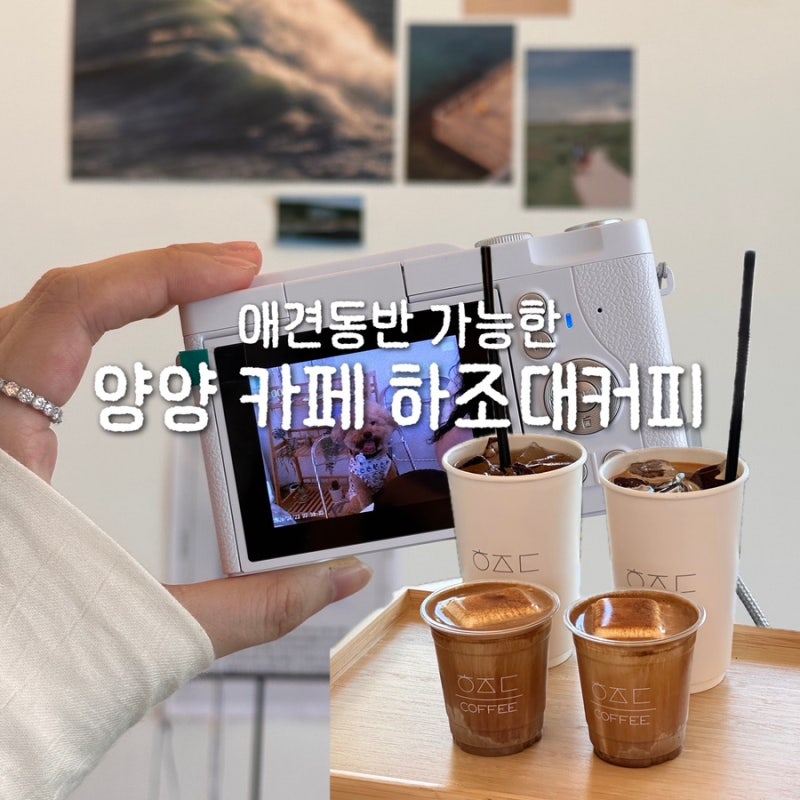 양양 카페 하조대커피 방문 후기 애견동반 가능한 곳