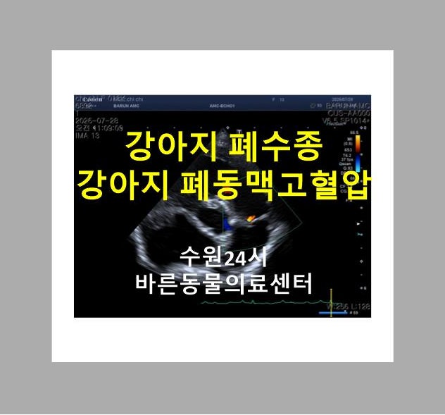 수원강아지심장병 / 봉담강아지심장병 / 수원강아지호흡곤란 / 봉담강아지호흡곤란 / 수원24....