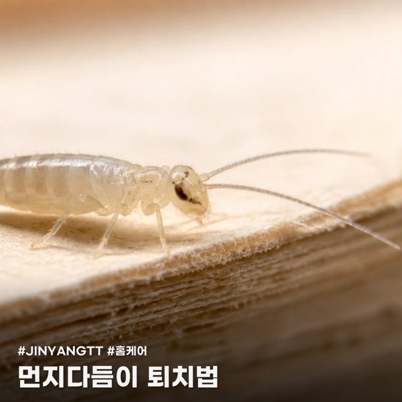먼지다듬이 생기는 원인을 알아야 다시 안 나와요! 셀프퇴치법