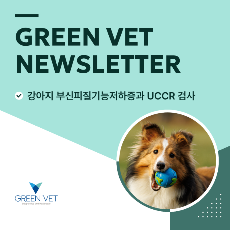 [그린벳 뉴스레터] 강아지 부신피질기능저하증, UCCR 검사가 필요한 이유
