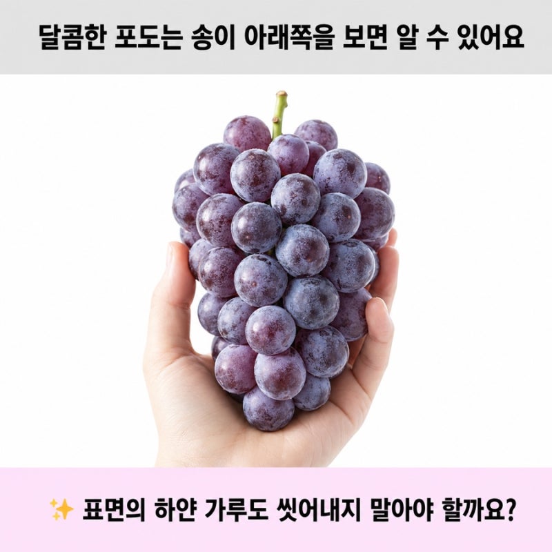 맛있는 포도 고르는 법 6가지 | 제철 시기와 당도 확인 방법