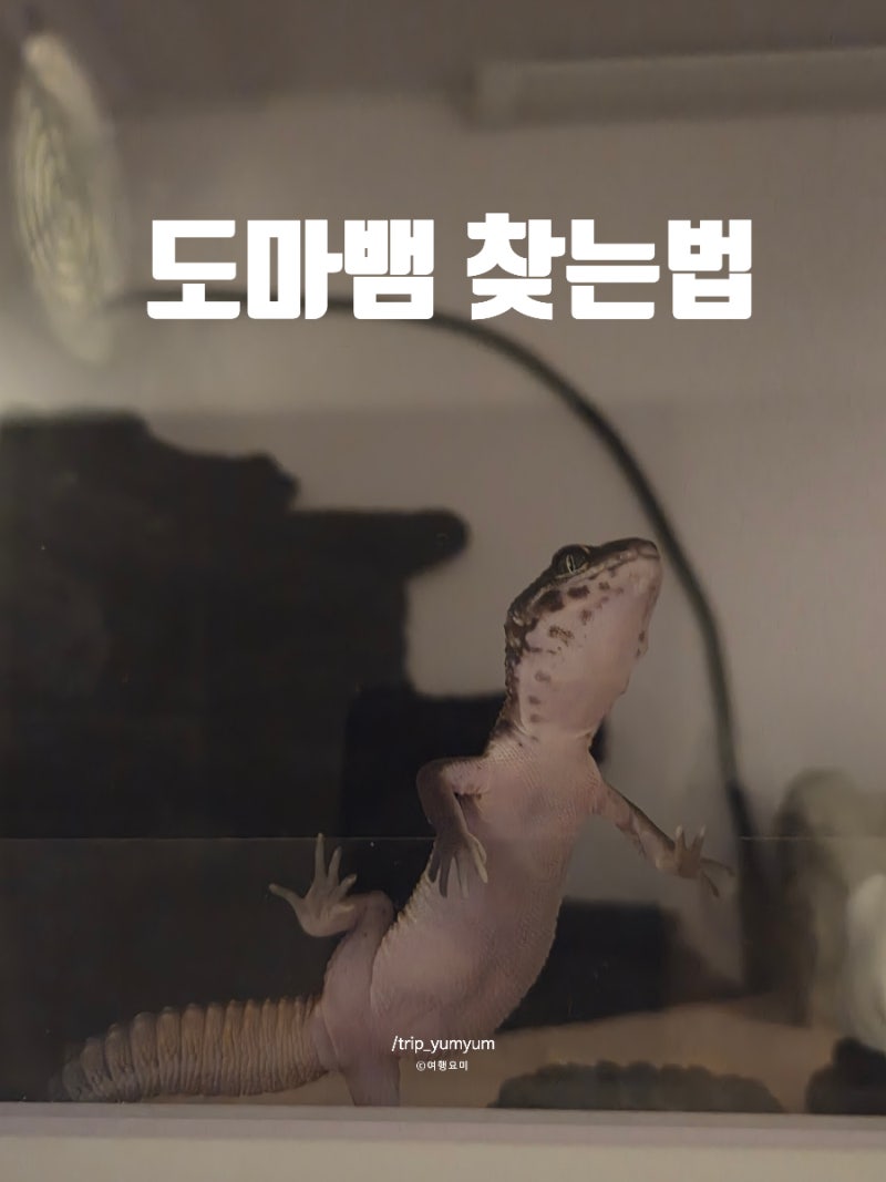 레오파드게코 탈출 찾는방법 도마뱀 수색 장소와 찾은 후기