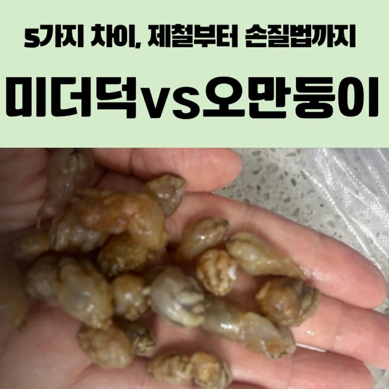 미더덕 오만둥이 차이 5가지, 제철부터 손질법까지