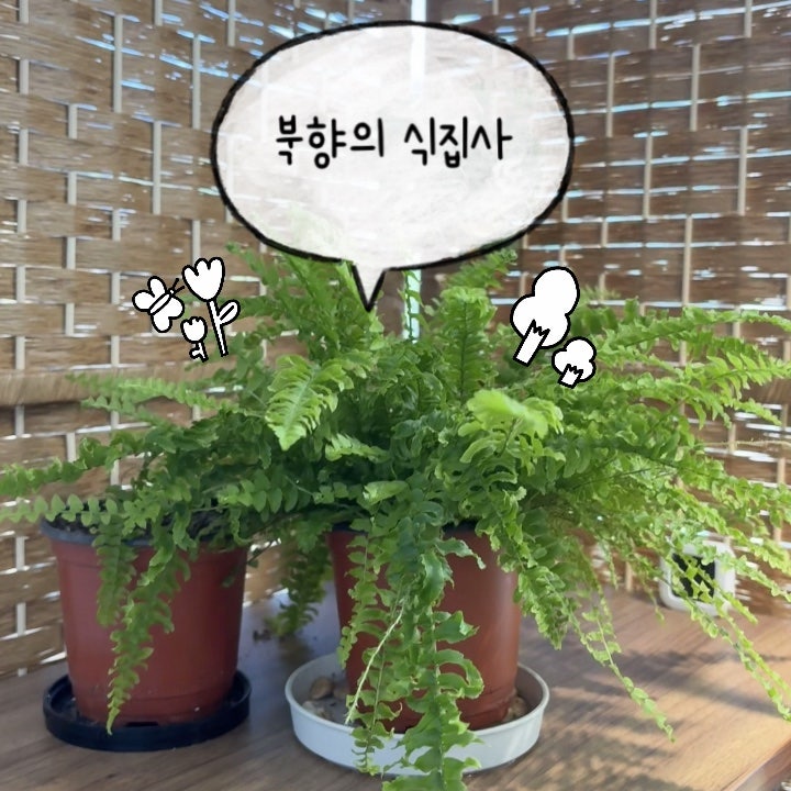 보스턴고사리 키우기