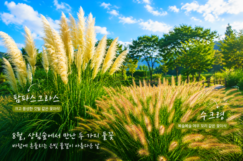 8월 함양 상림숲은 벌써 가을? 은빛 팜파스그라스와 여우꼬리 수크령 | 키우기·차이점