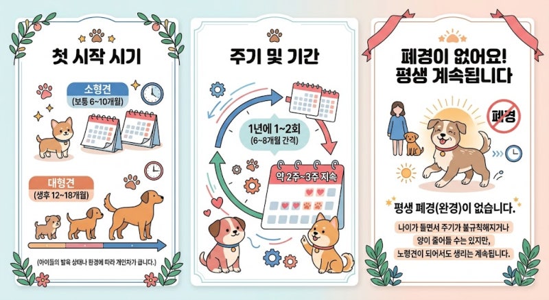 [강아지 생리 완벽 가이드] "우리 아이가 어른이 되었어요!" 첫 꽃도장 증상부터 케어 꿀팁까....