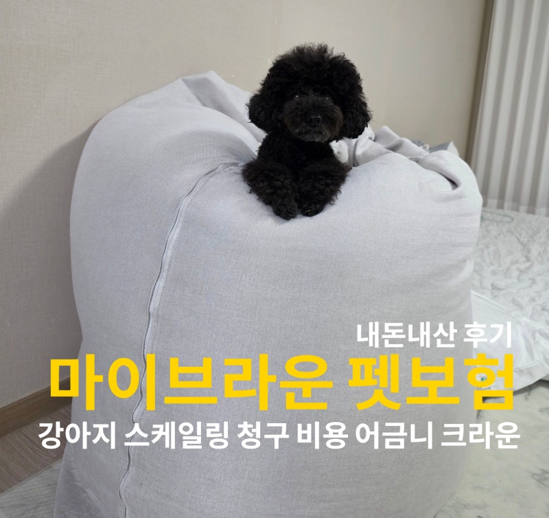 마이브라운 펫보험 강아지 스케일링 청구 비용, 어금니 크라운 내돈내산 후기