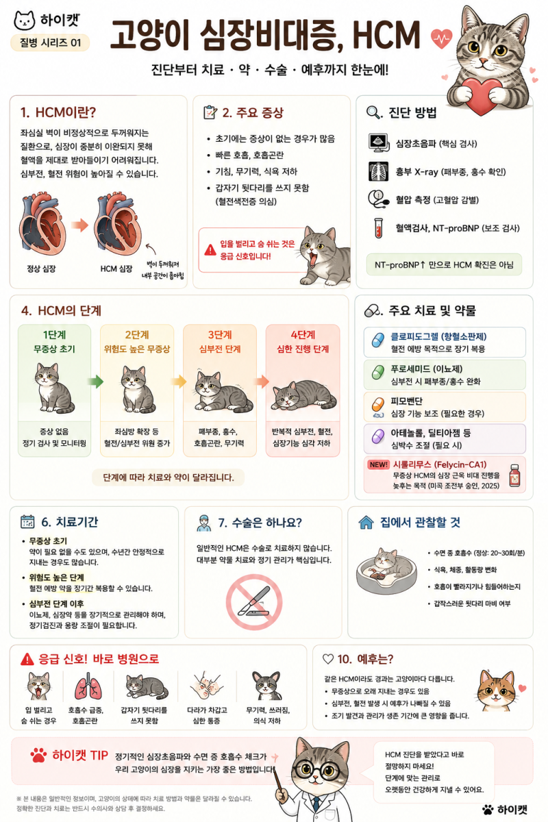 19. 우리가 알아야할 고양이 질병 첫번째! 심장비대증 HCM