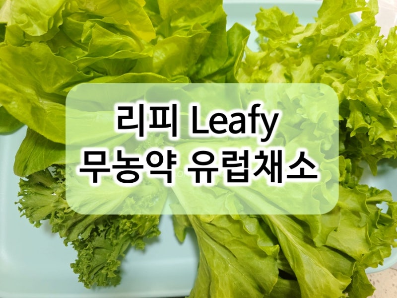 리피 무농약 친환경 유럽채소 주문 후기 샐러드 채소 보관 방법까지