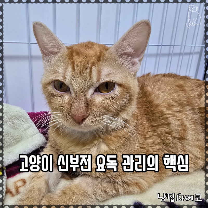 고양이 신부전 요독 수치 낮추는 장내 요독 흡착제 원리와 학술적 한계