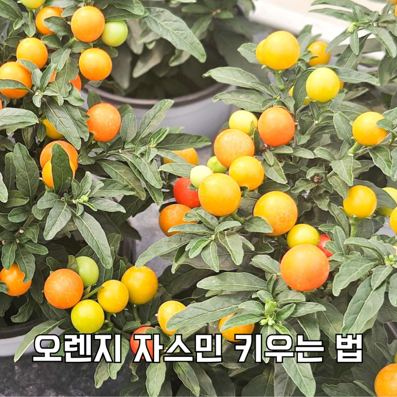 오렌지 자스민 키우는 법, 열매와 꽃을 함께 보려면