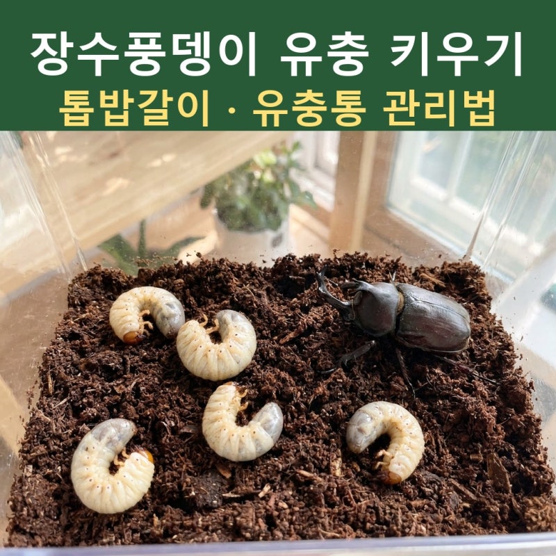 장수풍뎅이 유충 키우기, 톱밥갈이 방법 & 유충통 관리법 (14마리)
