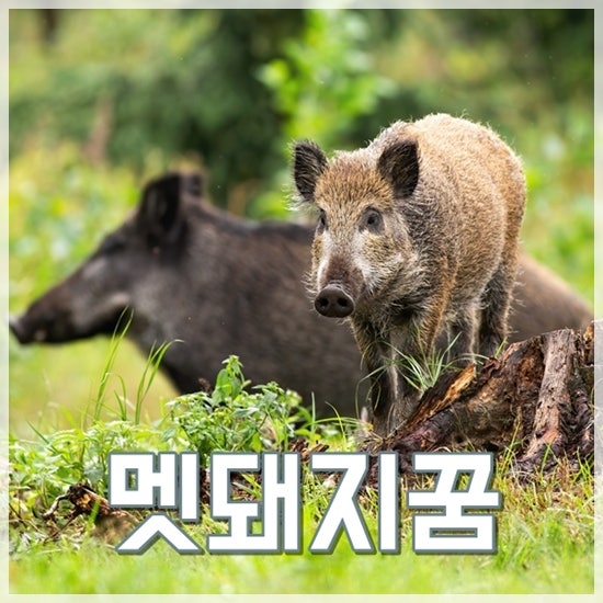 멧돼지꿈 해몽 멧돼지떼꿈 새끼멧돼지꿈 여러가지 풀이 정리
