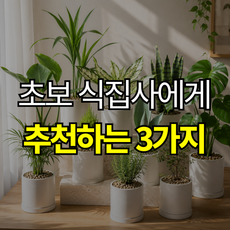 " 예쁜 것보다 키우기 쉬운 게 먼저" 실내 공기 정화 식물 종류와 초보 추천 순위