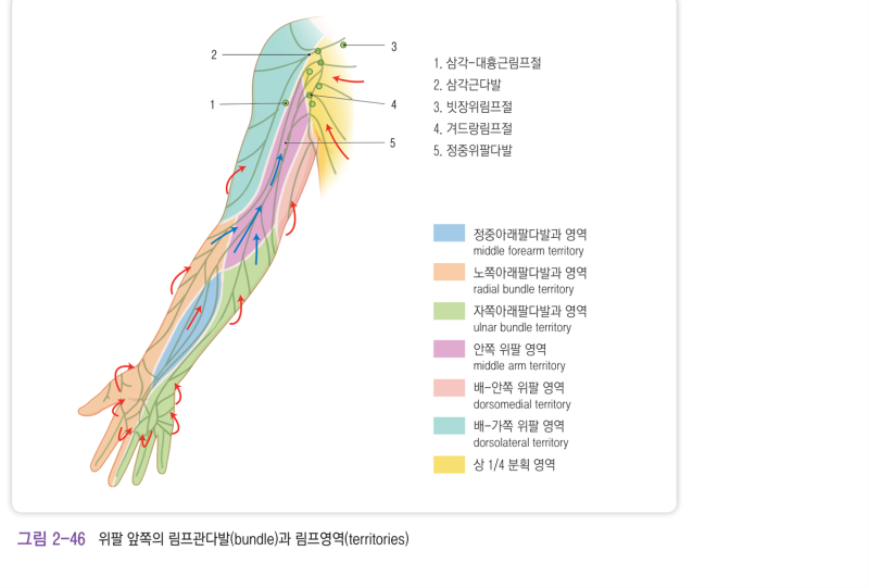 유방암 수술 후 팔이 붓는 이유,림프부종은 왜 생길까?
