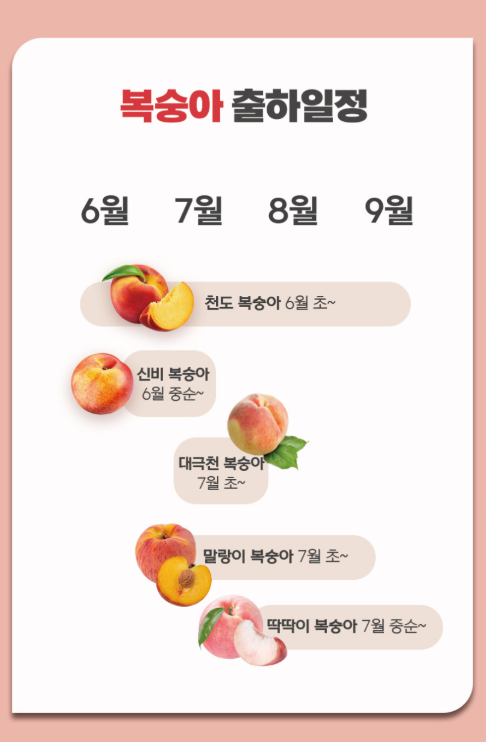 딱딱이부터 말랑이, 황도, 백도까지! 취향 저격 제철 복숭아 장점 총정리 ✨