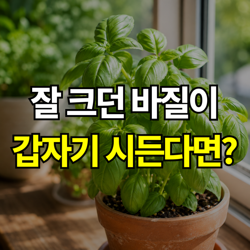 “키우기 쉽다더니 왜 자꾸 시들지?” 바질 키우기, 물주기와 온도부터 확인하세요