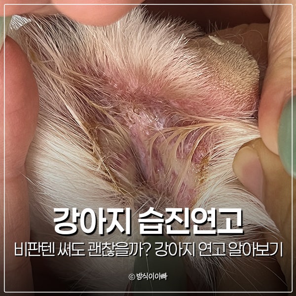 강아지 습진연고 비판텐 써도 괜찮을까? 강아지 연고 알아보기