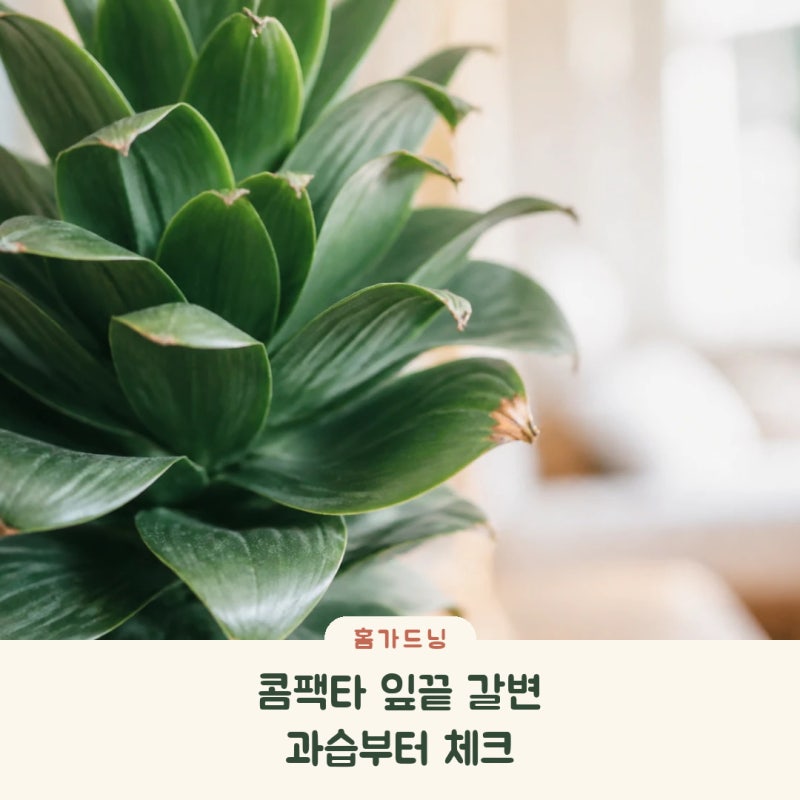 드라세나 콤팩타가 자꾸 죽는다면, 과습부터 체크하세요