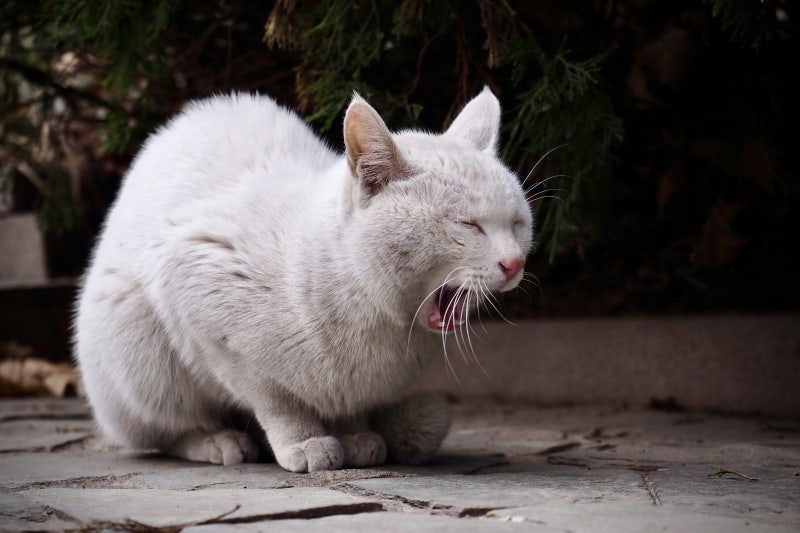 모래를 갈아도 나는 쿰쿰한 냄새? 고양이 화장실 플라스틱 통 소독과 위생 관리법