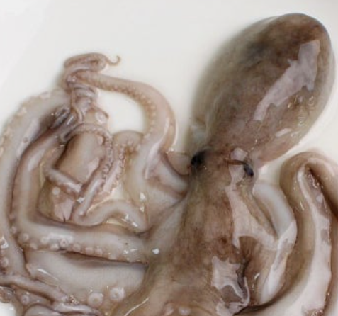 활낙지 효능, 냉동, 뜻, 손질법, 볶음, 먹는법, 요리 정리