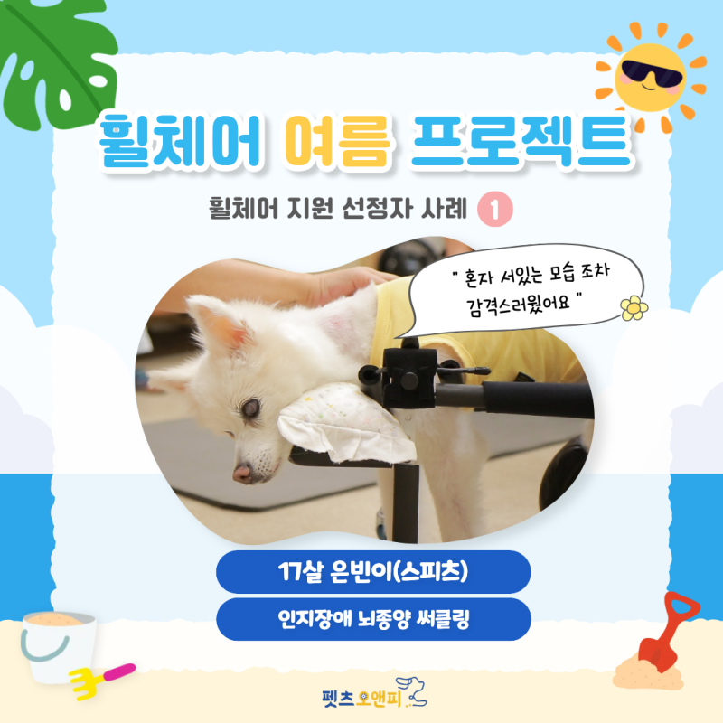 17살 노견 은빈이를 위한 강아지 맞춤 휠체어(치매, 써클링 증상 보조)