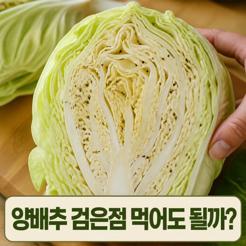 양배추 검은 점 먹어도 될까요? 상한 양배추 구별법