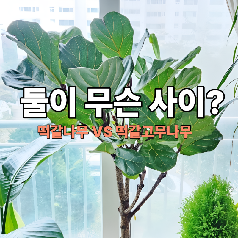 떡갈고무나무 VS 떡갈나무? 10년 키운 관리법