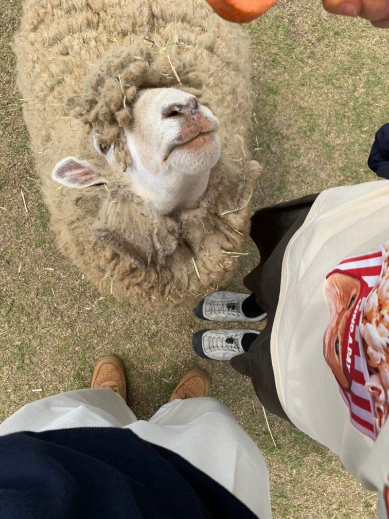[済州涯月セビョルフレンズ] 済州西側涯月で動物の餌やり体験、家族やデートにおすすめのコース