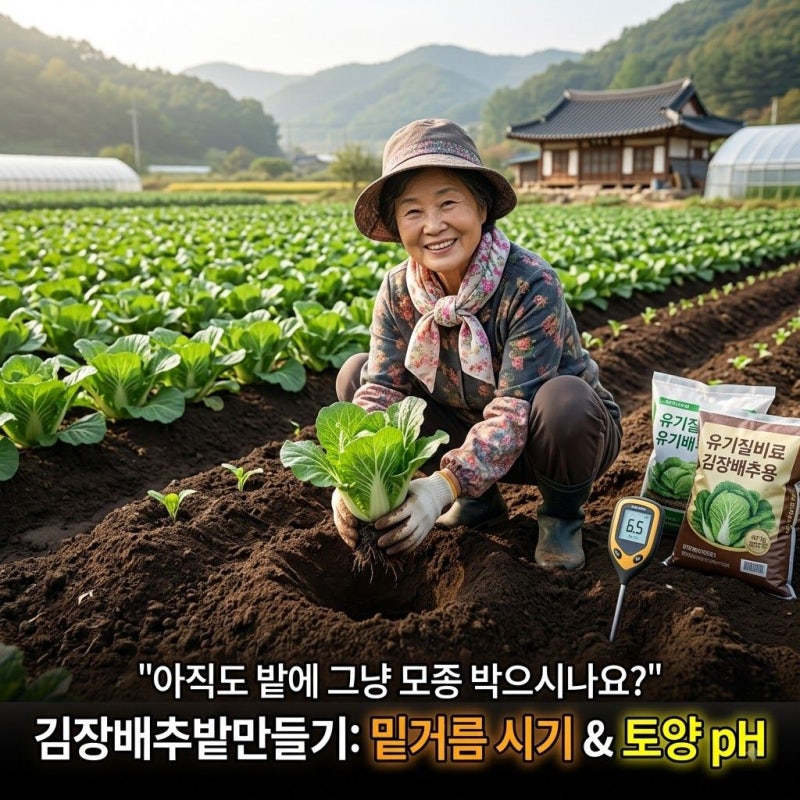 "아직도 밭에 그냥 모종 박으시나요?" 김장배추밭만들기 밑거름 시기와 토양 pH 맞추는 방법